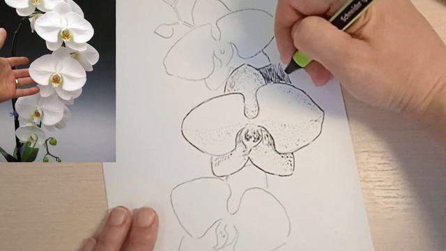 Урок по рисованию орхидеи черной ручкой смотреть онлайн