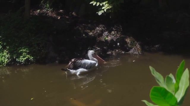 Relax and pelicans - a program for relaxation, meditation, stress relief смотреть онлайн