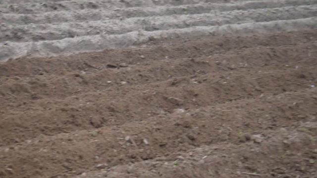 Обработка картофеля окучником пропольником.Наша деревенская жизнь. смотреть онлайн