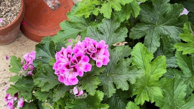 Mr Pelargonium Hybridisation Project 2023 смотреть онлайн