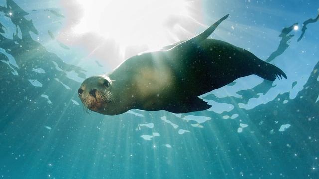 Sea Lion Spirit Guide - Ask the Spirit Guides Oracle - Totem Animal, Power Animal - Magical Craftin смотреть онлайн