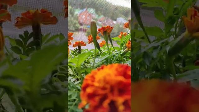 Клумба на подоконнике #огороднабалконе #цветы #мысливслух #бархатцы #набалконе #комнатныерастения смотреть онлайн