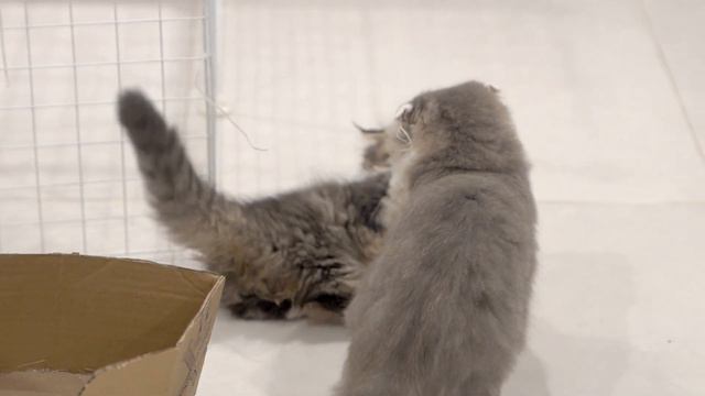 #munchkin TRẬN CHIẾN KHÔNG HỒI KẾT CỦA BÉ MÈO CHÂN NGẮN TEEMO | The Happy Pets #89 смотреть онлайн
