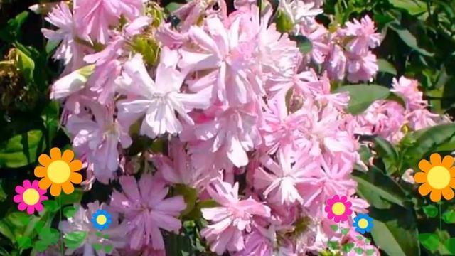Мыльнянка лекарственная Rosea Plena. Краткий обзор, описание характеристик, где купить саженцы смотреть онлайн