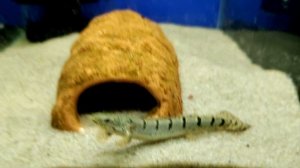 Топ 10 хищных аквариумных рыбок для вашего аквариума