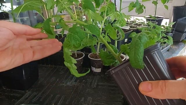 Томаты и фитолампы! Эксперимент закончила! смотреть онлайн