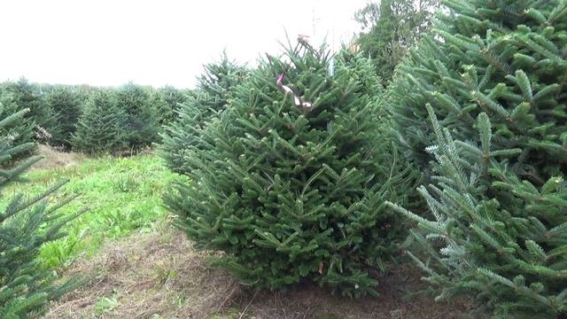 Пихта Фразера (срезанная новогодняя пихта)  16780