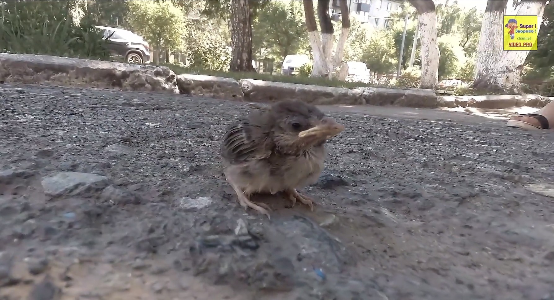 Птенец выпал из гнезда смотреть онлайн