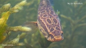 Рыба Змееголов