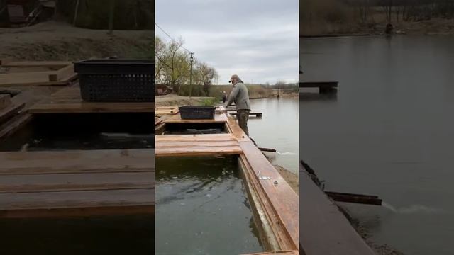 Платная рыбалка, пруд Чёрные камни 01.04.21.Запуск карпа. смотреть онлайн