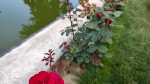 Оммаж э Барбара, Ботеро, Эдит Пиаф, розы первый год цветения 2022. смотреть онлайн