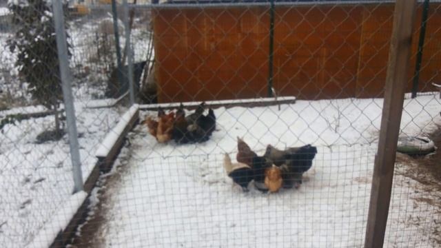 Жизнь в деревне.Новоселки Калужской обл.Собаки,куры,кролики.Life in the village.Dogs,chickens,rabbi смотреть онлайн