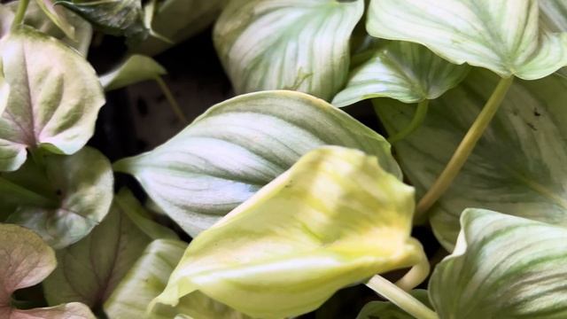 Сенсация!!! Филодендрон Содирой,Пастазанум, вариегатная Монстера....