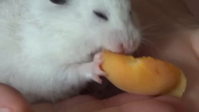 ОБЖОРКА Сероух | Минутка веселья и умиления смотреть онлайн