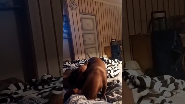 Такса с таксенышем смотреть онлайн