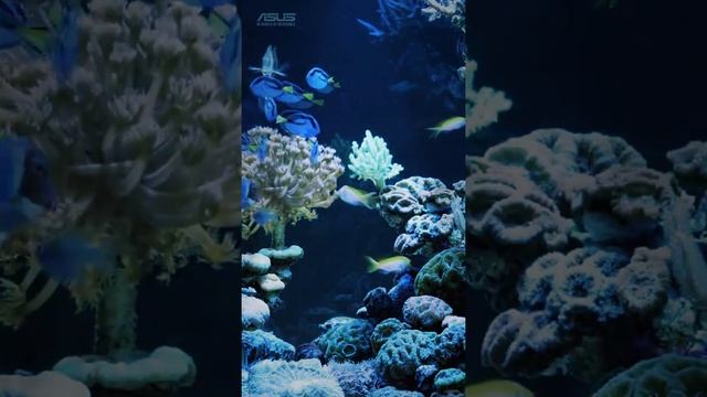 Заставка на ASUS смотреть онлайн