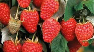 СОРТ МАЛИНЫ ХЕРИТЕЙДЖ: ФОТО И ОПИСАНИЕ