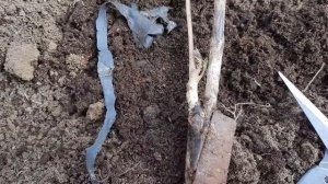 Древовидный пион. Посадка. Как выглядит прививка древовидного пиона. 31.05.2022 ?