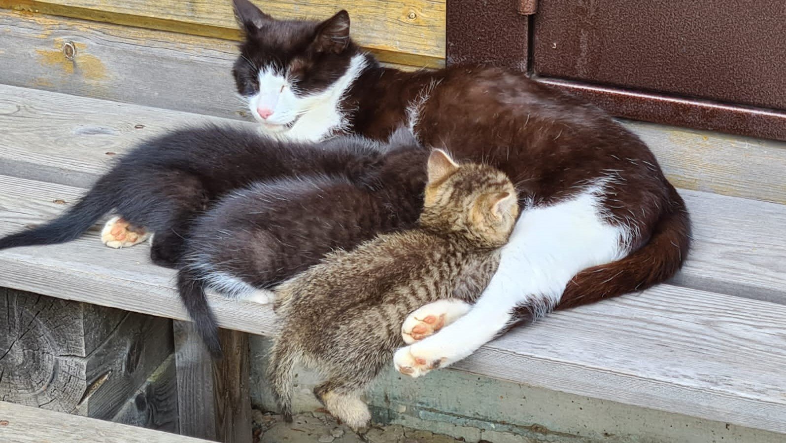 КОТЯТА НА ДАЧЕ! смотреть онлайн