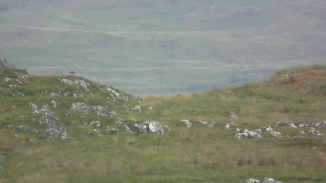 Golden Eagle Attacking a White Tailed Eagle смотреть онлайн