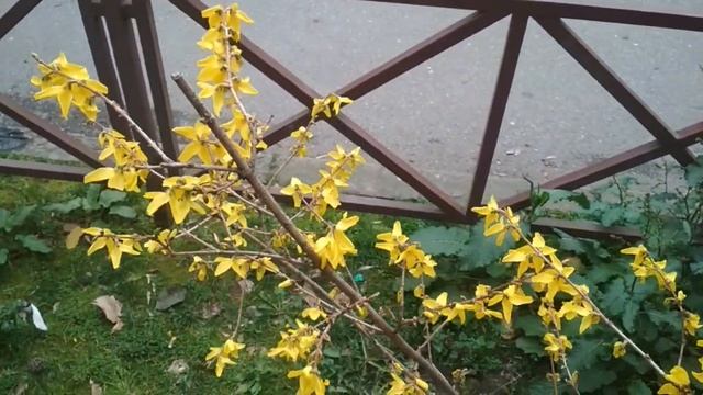 Начало апреля в Сочи. смотреть онлайн