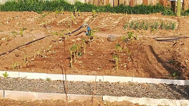 Илья заболел\Соседский огород \Новое развлечение для детей