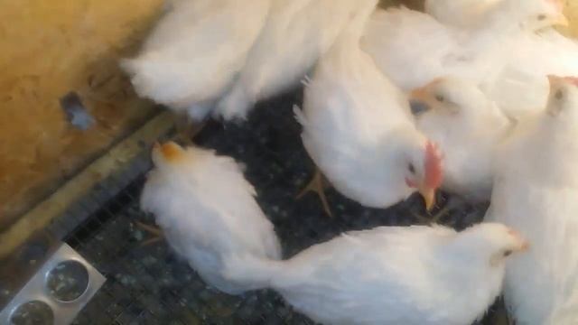 SOS! СОС! Заболели мини-леггорны. смотреть онлайн