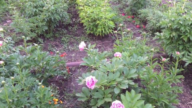 Пион CARNATION BOUQUET/Корнейшн Букет смотреть онлайн