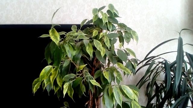 Фикус, виды, уход. смотреть онлайн