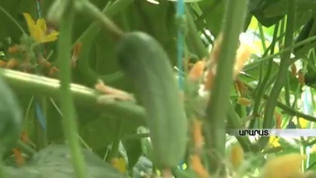 Ինչպես աճեցնել բանջարեղեն առանց որևէ պարարտանյութի և քիմիկատի. 7 խորհուրդ` հայ ֆերմերից Armeniatv.a