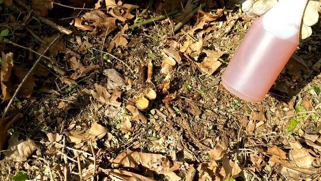 Get Rid Of Multiflora Rose FOREVER!!!! смотреть онлайн