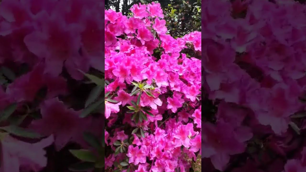 20.05.23 г.Погода Лазаревское #shorts #sochi #погодасочи смотреть онлайн