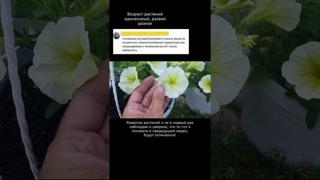 петуния из семян смотреть онлайн