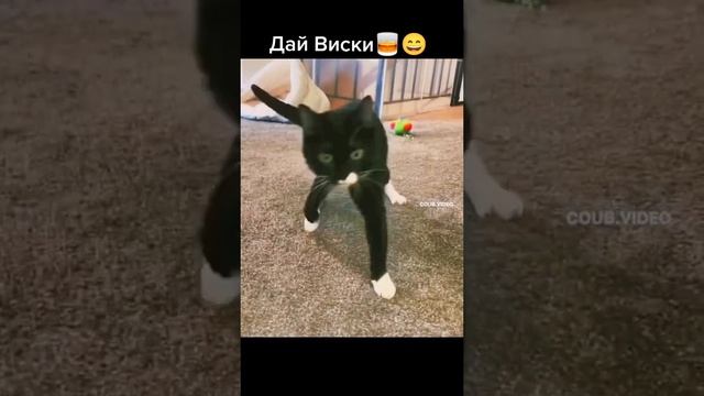 ЧТО С КОТОМ?????