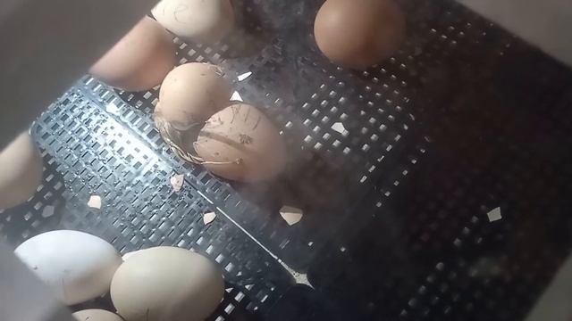 Первые февральские цыплята из инкубатора смотреть онлайн