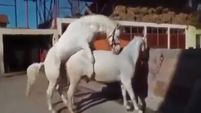 Horse Breeding, Horse Mating, Donkey Mating, Meeting, Animal Mating