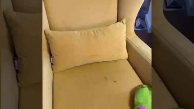 Как почистить диван от шерсти смотреть онлайн