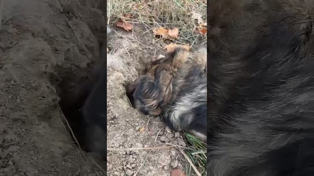 Доброе вам утречко от охотницы Таисии!!!
А вы с утра мышей не ловите?