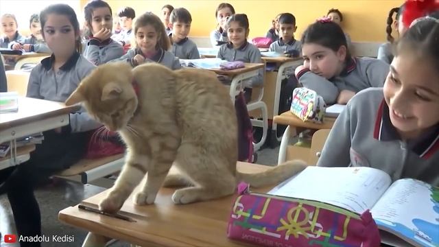 Бродячий КОТ ежедневно приходил на урок математики. Позже его история стала известна всему миру! смотреть онлайн