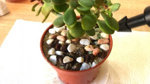 ПОЛИВ ТОЛСТЯНКИ (ДЕНЕЖНОГО ДЕРЕВА). Когда и как поливать