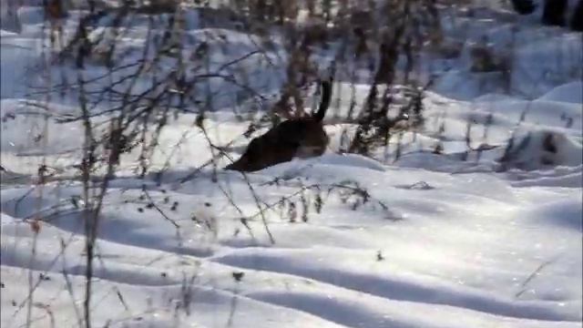 бигль по следу зайца смотреть онлайн