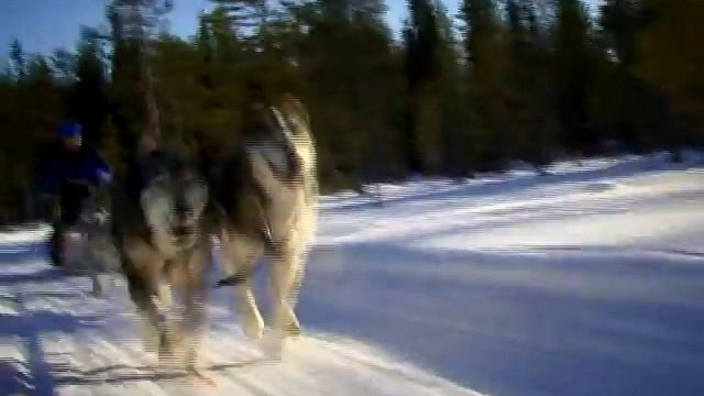 #290 Туризм. Финляндия. Собачьи упряжки смотреть онлайн