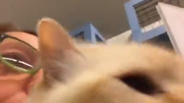 Bongo! смотреть онлайн
