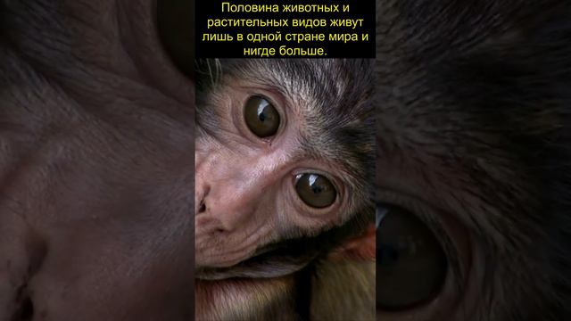 Половина животных и растительных видов живут лишь в одной стране мира и нигде больше смотреть онлайн