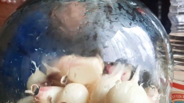 Салаты с Тунцом