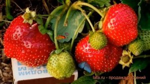 Земляника садовая Искушение (iskushenie) ? Искушение обзор: как сажать, семена земляники Искушение