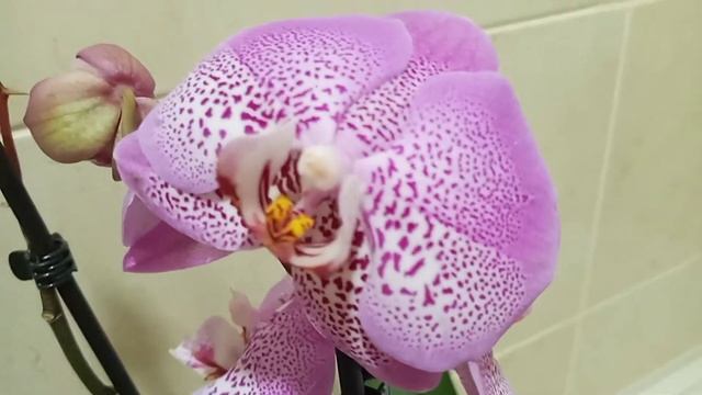 Phal.Jillion( Джиллион).Ура!Новая орхидея смотреть онлайн