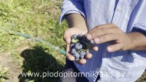 ГОЛУБИКА САДОВАЯ. ОБЗОР НА САМЫЕ ЛУЧШИЕ СОРТА.