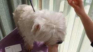 Поддерживающий груминг вестхайленда, тримминг.  Westie grooming at home, handstripping.
