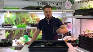 Фиалка рогатая - Как вырастить дома? Съедобные цветы.